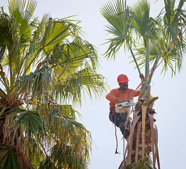 Palm Tree Trimming in Cape Charles, VA